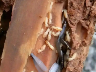 邢台白蚁防治公司分享地下室防潮防虫一体化治理，解决地下空间白蚁顽疾